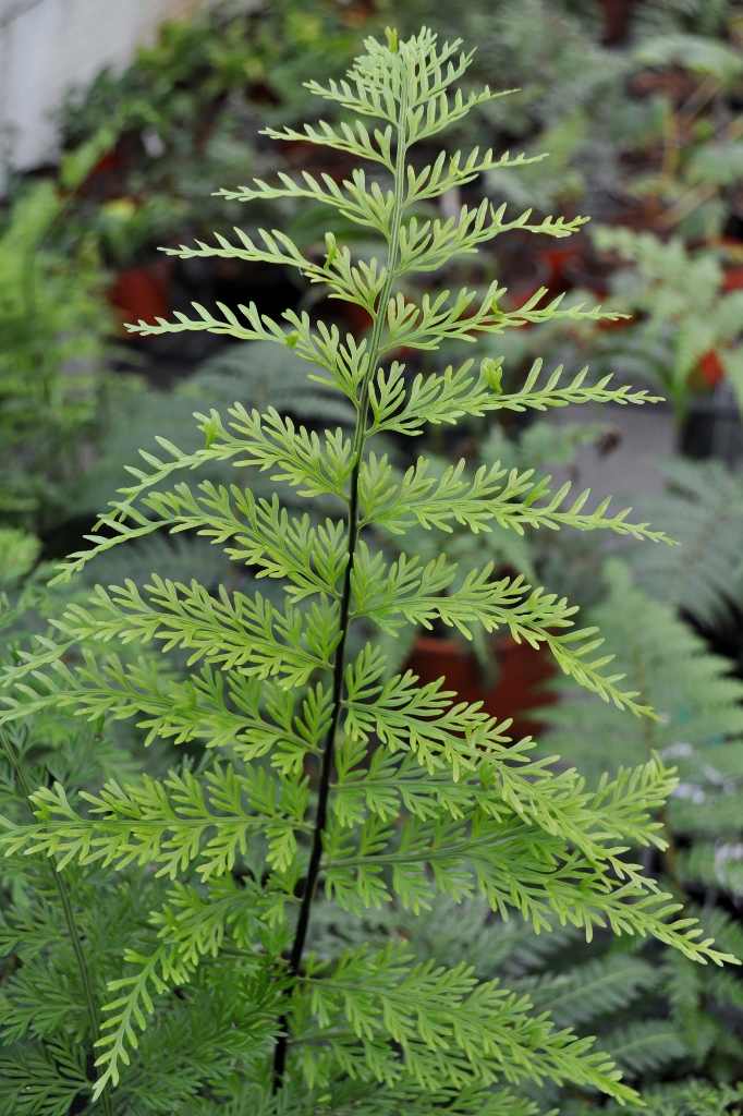 asplenium_bulbiferum-3-682x1024-1.jpg
