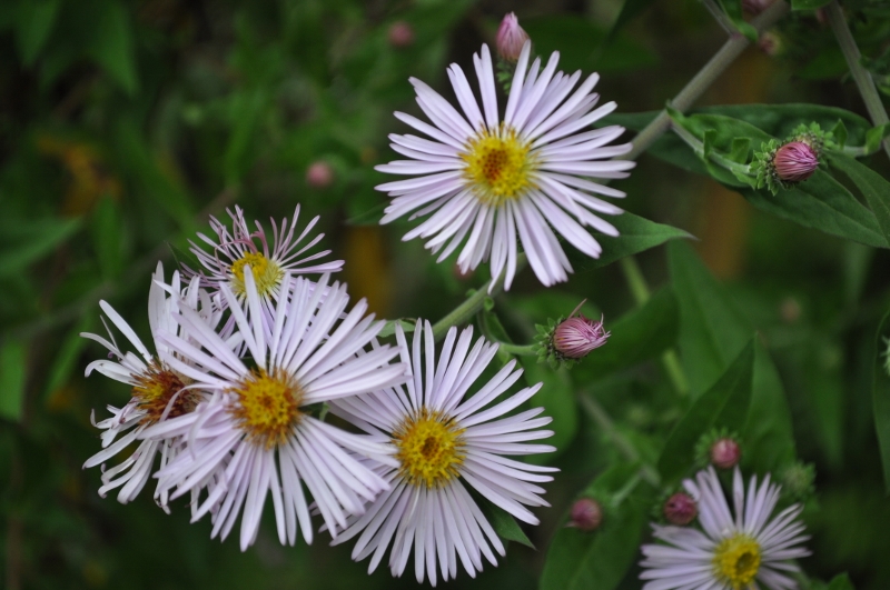 aster_carolinianus_jardin-5-800x531-1.jpg