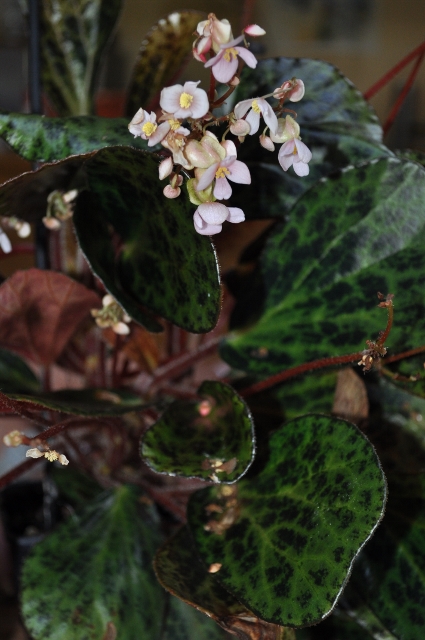 begonia_blancii_21.jpg