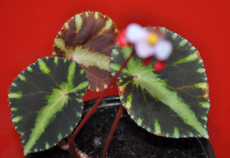 begonia_cleopatrae-800x551-1.jpg