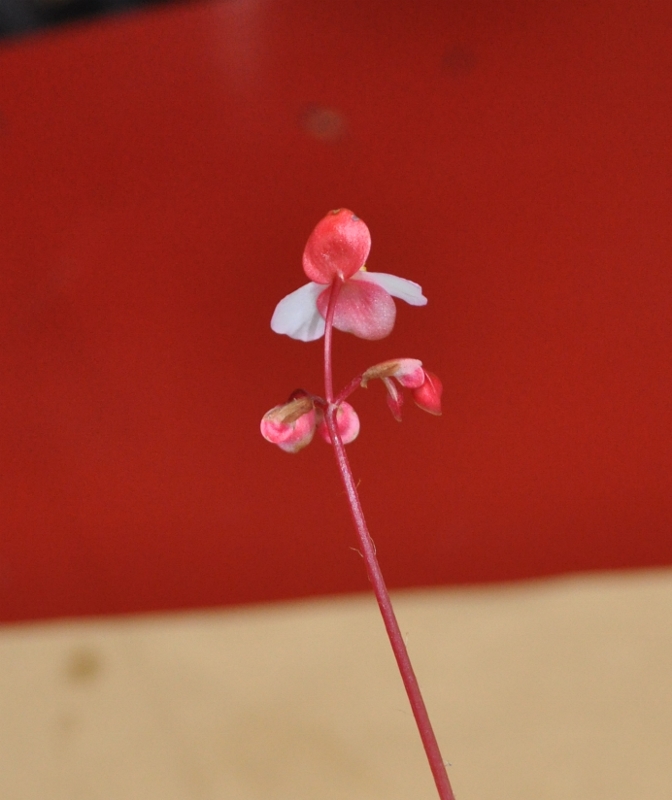 begonia_cleopatrae3-672x800-1.jpg