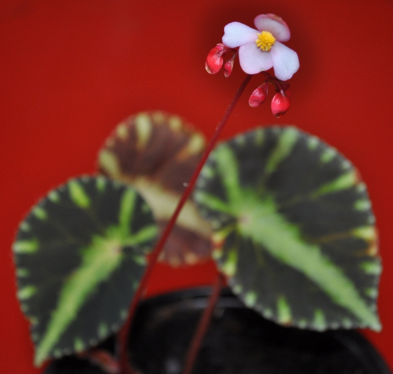 begonia_cleopatrae4-800x762-1.jpg
