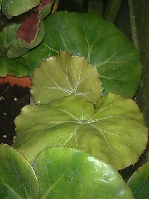 begonia_erythrophylla-2.jpg