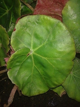begonia_erythrophylla263x350.jpg