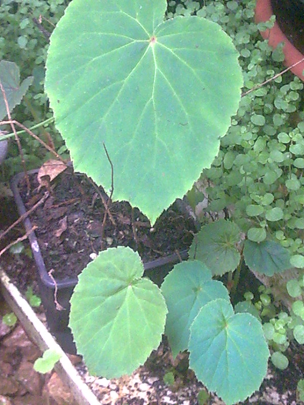 begonia_grandis_vert-2.jpg