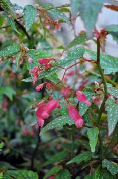 begonia_medora232x350.jpg