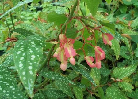 begonia_medora450x324.jpg