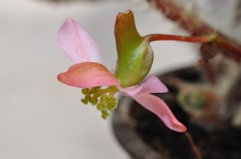 begonia_sizemoreae@350x232.jpg