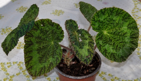 begonia_sizemoreae@450x260.jpg