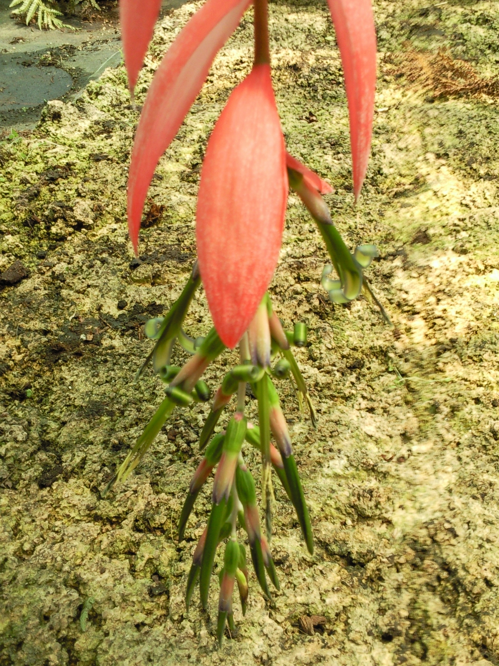 billbergia_windy.jpg