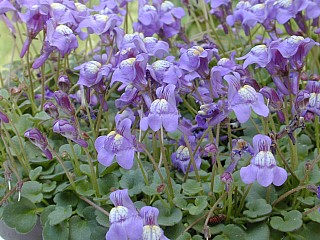cymbalaria_pallida2.jpg