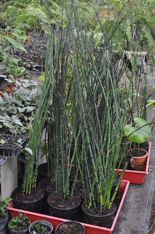 equisetum_hiemale-copie.jpg