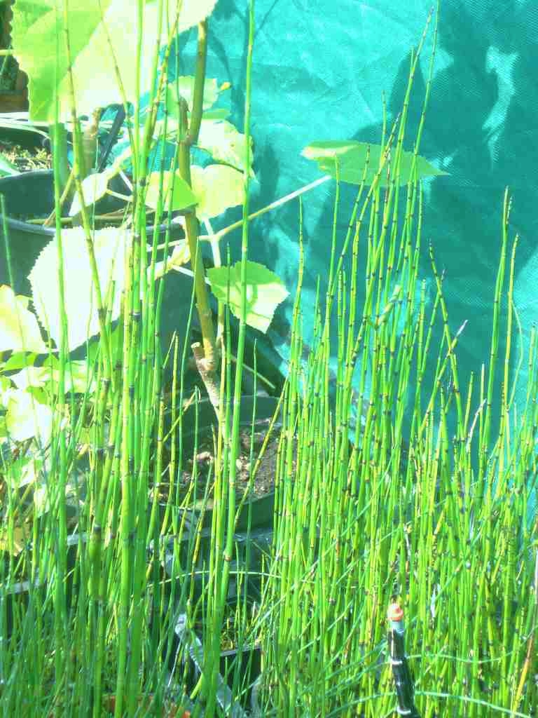 equisetum_hyemaleOPT.jpg