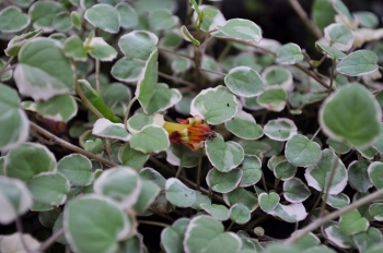 fuchsia_procumbens_variegata350x232.jpg