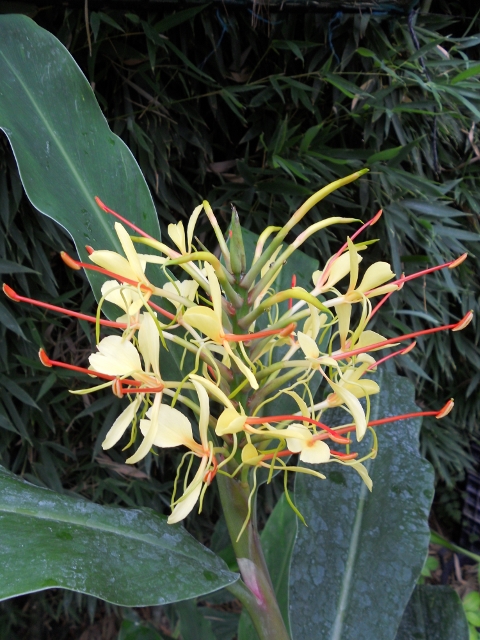 hedychium_gardnerianum-2-480x640-1.jpg