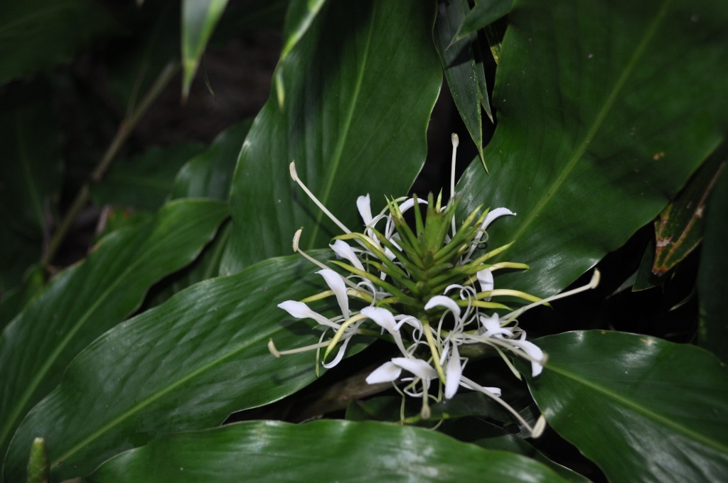 hedychium_thyrsiforme_nepal-2-1024x680-1.jpg
