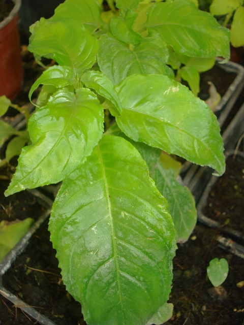 hemiboea_bicornuta-2-480x640-1.jpg
