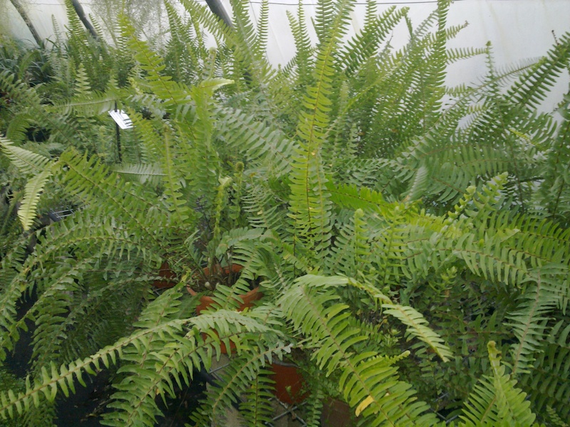 nephrolepis_cordifolia-10-copie.jpg