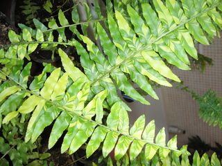 nephrolepis_exaltata_variegata.jpg