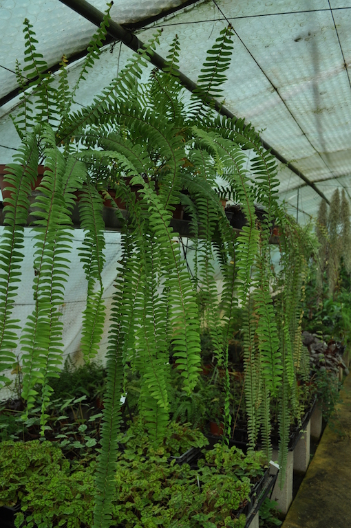 nephrolepis_pendula4-copie.jpg