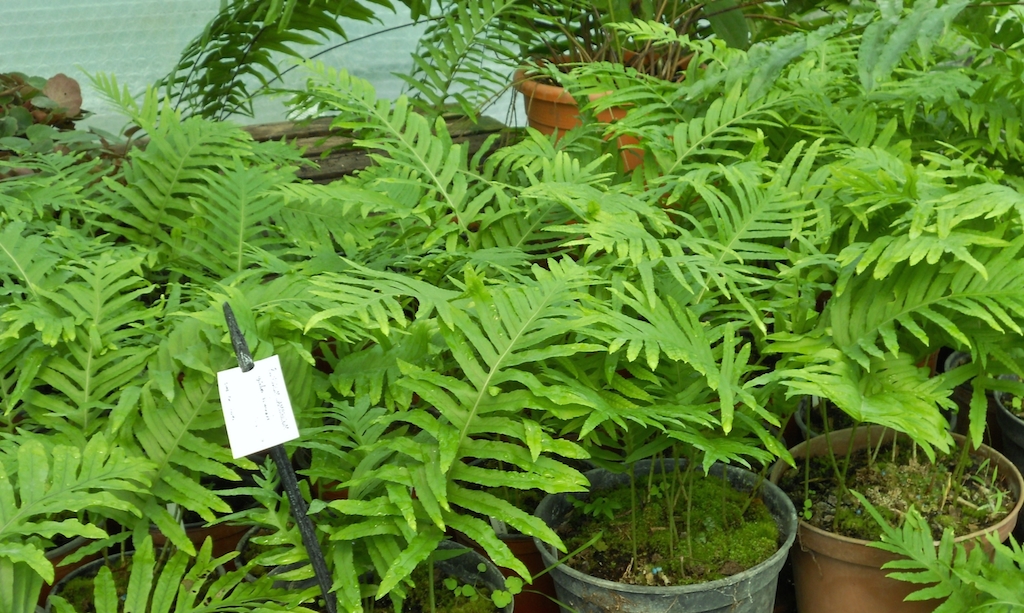 polypodium_cambricum-2-copie.jpg