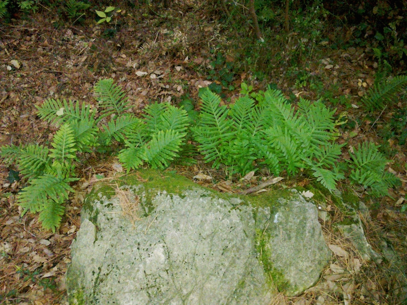polypodium_cambricum_a_roquefort_les_pins-2-copie.jpg
