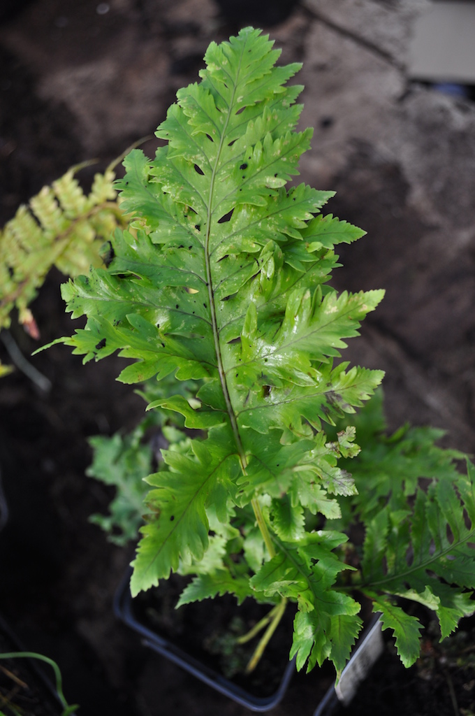 polypodium_cambricum_prestonii-2-copie.jpg