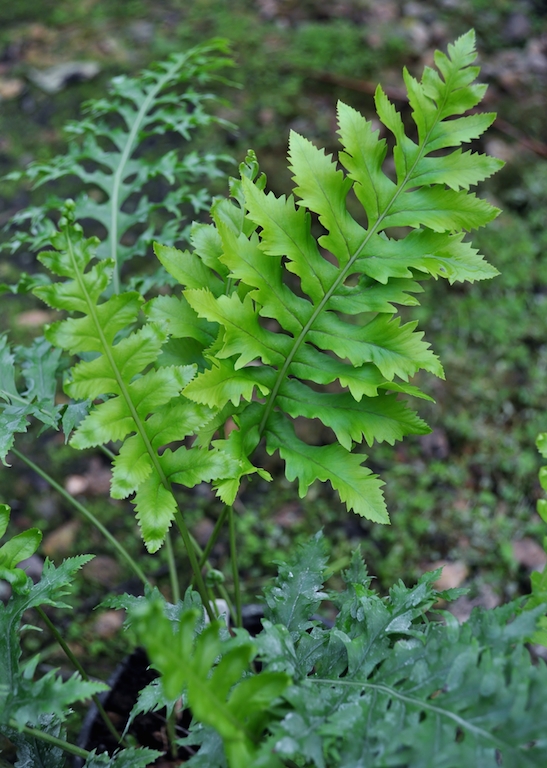 polypodium_cambricum_prestonii-3-copie.jpg