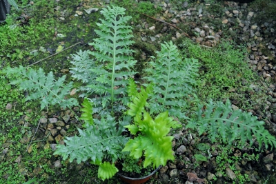 polypodium_cambricum_prestonii400x267.jpg