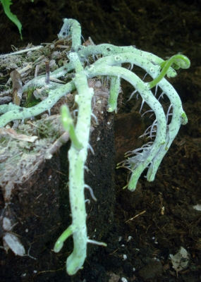 polypodium_formosanum285x400.jpg