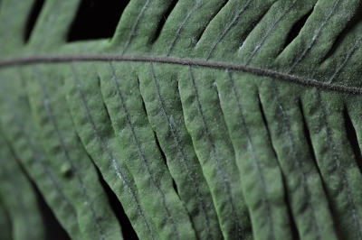 polypodium_formosanum400x266.jpg