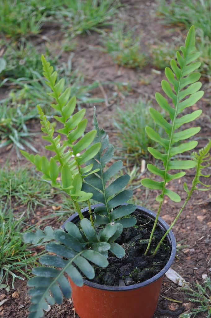 polypodium_scouleri-2-copie.jpg