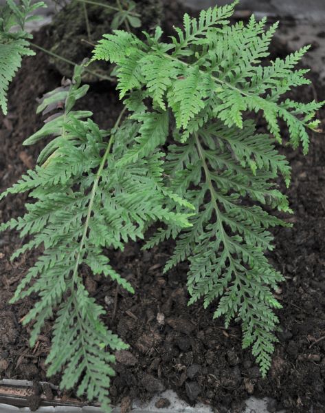 polypodium_vulgare_bifido_multiceps_port