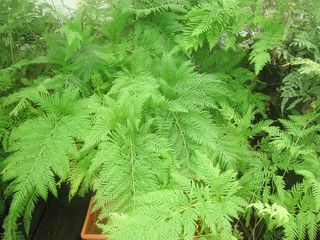 pteris_tremula.jpg