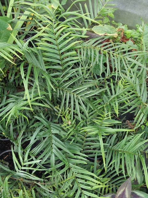 pteris_vittata_480x640.jpg