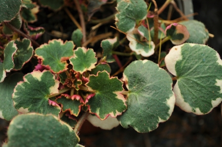 saxifraga_stolonifera_tricolor450x299.jpg