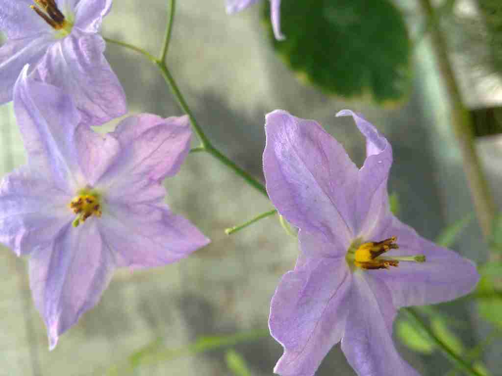 solanum_amygdaOPT.jpg