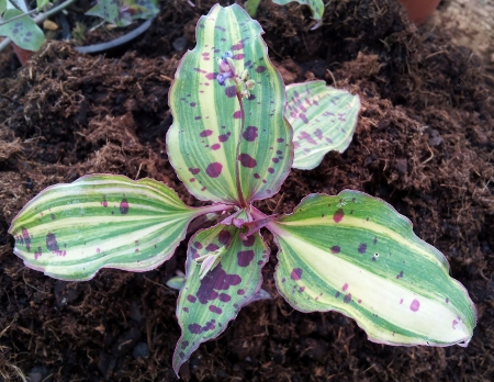 tinantia_pringlei_variegata450x348.jpg