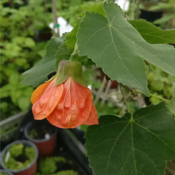 Abutilonapricot-e1642436922963