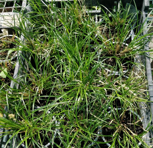 Carex_nachiana_jeunes_plants_P12
