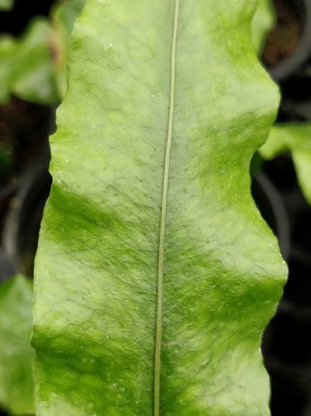 Colysis_wrightii_detail_fronde