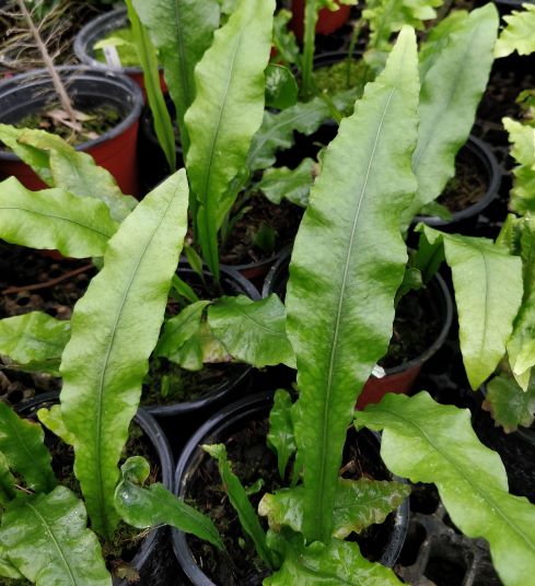 Colysis_wrightii_port