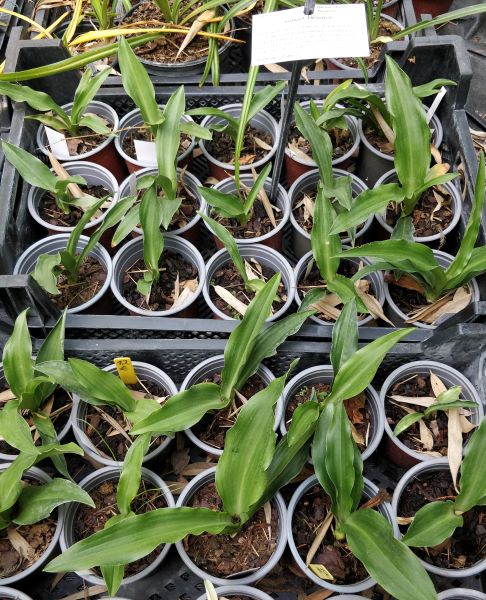 Rohdea_japonica_jeunes_plants_pot_12cm