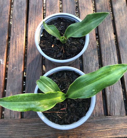 Rohdea_japonica_type_semis_1an