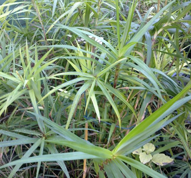 carex_phyllocephala_port