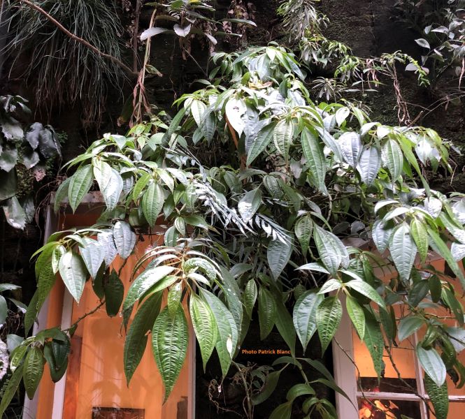 Pilea_rotundinucula_par_-4_degres_a_Paris