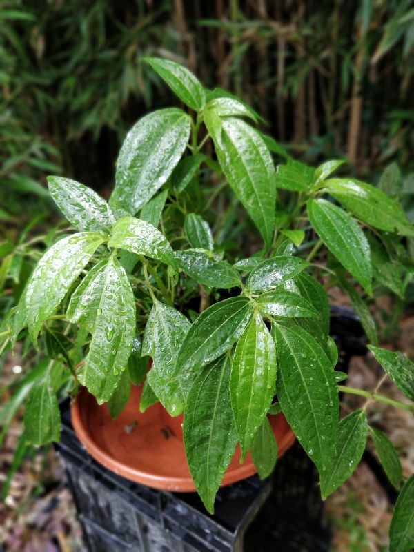 Pilea_rotundinucula_port