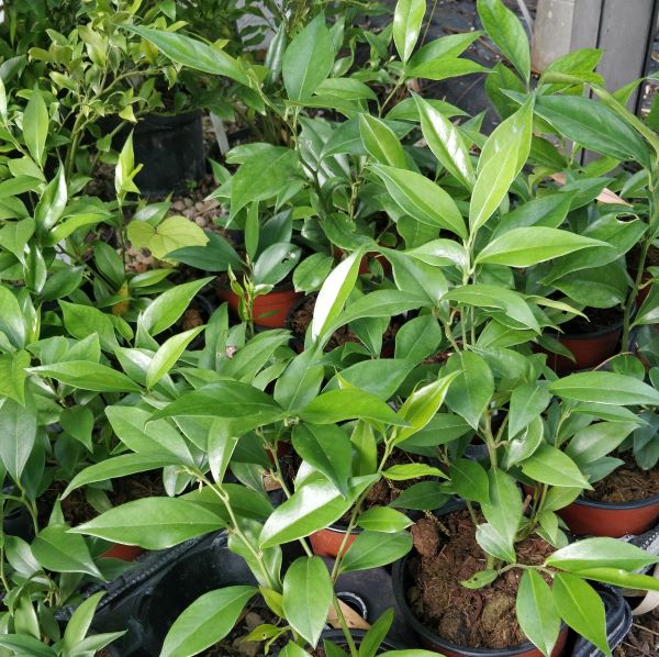 Sarcococca_orientalis_port_P12