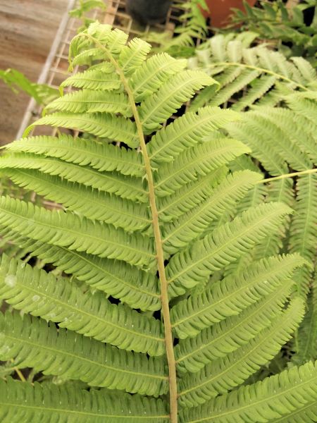 Thelypteris_opulenta_fronde