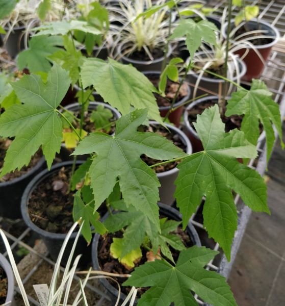 Abutilon_striatum_pots_12_cm